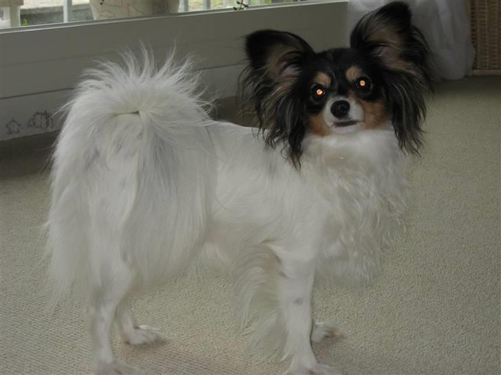 Papillon Spotty billede 2