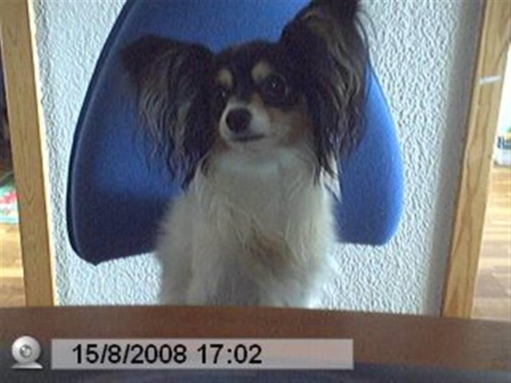 Papillon Spotty billede 3