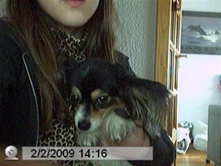 Papillon Spotty billede 4