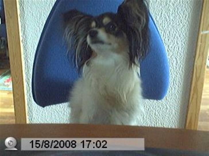 Papillon Spotty billede 5