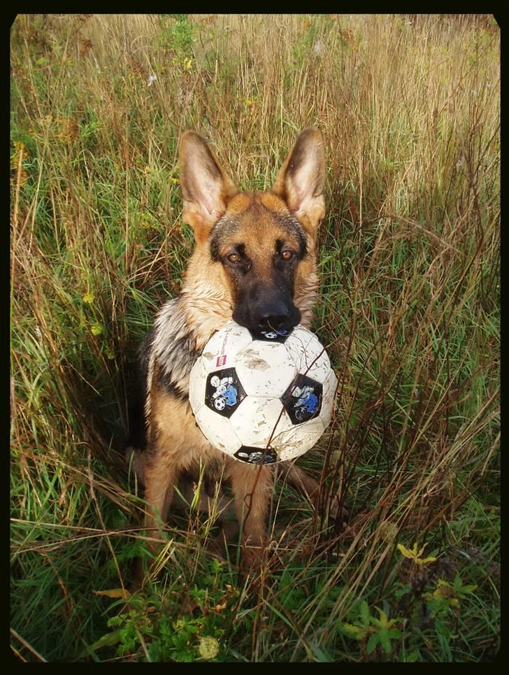 Schæferhund - "Bjarli oliver" - King - King med sin elskede bold :) billede 16