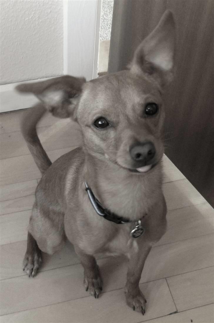 Prazsky krysarik Bumle billede 1