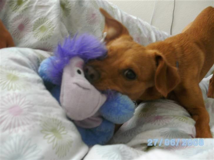 Prazsky krysarik Bumle billede 2