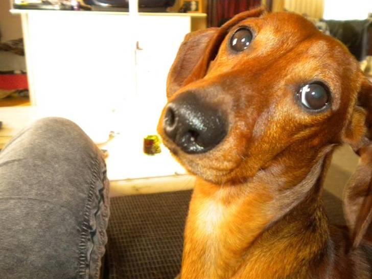 Gravhund Chicco <3 billede 1