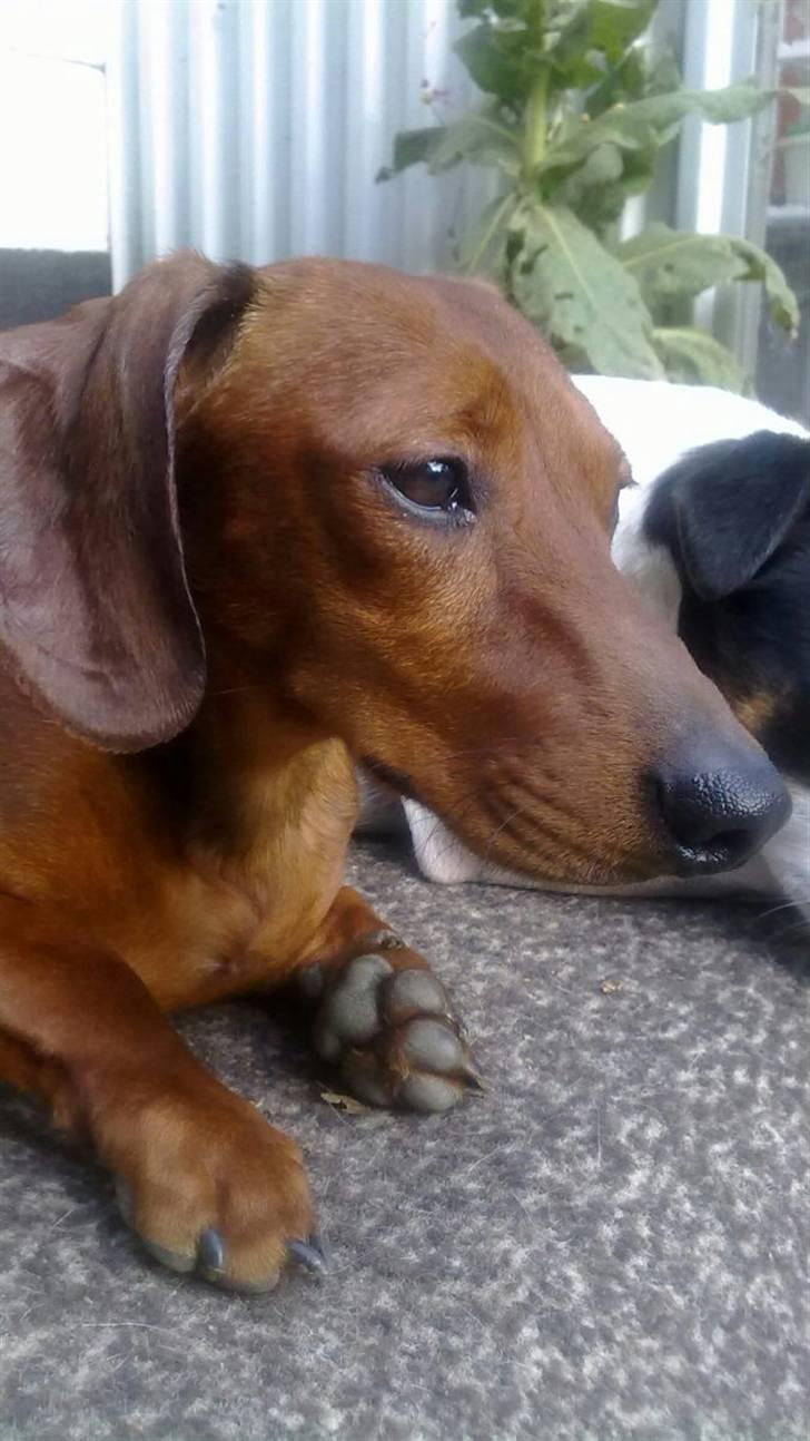 Gravhund Chicco <3 billede 2