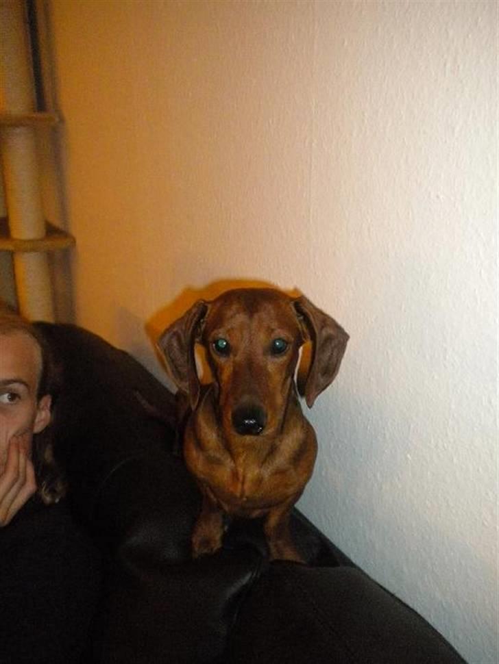 Gravhund Chicco <3 billede 3