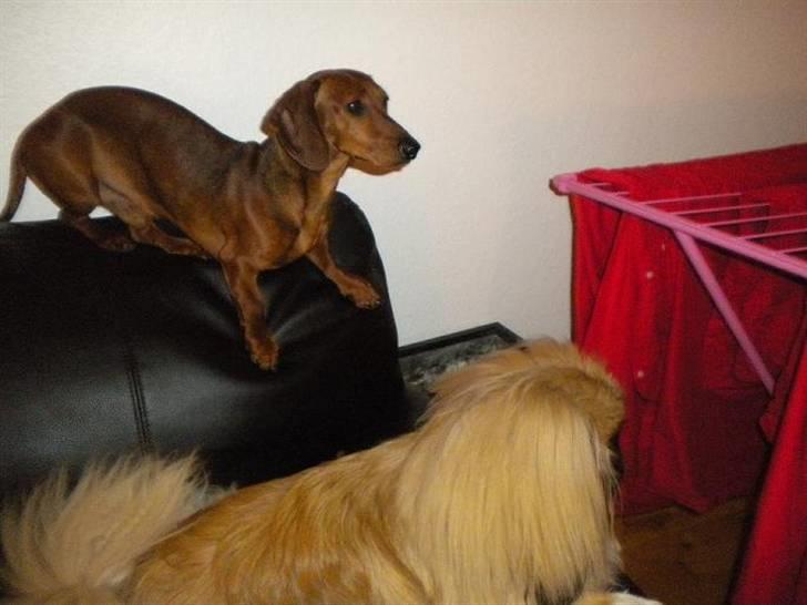 Gravhund Chicco <3 billede 4