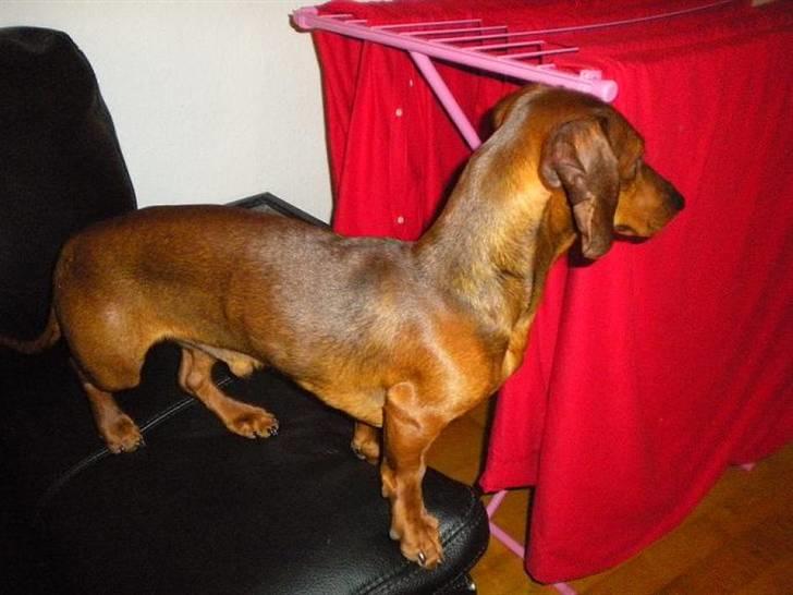 Gravhund Chicco <3 billede 5