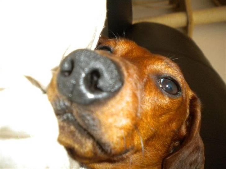 Gravhund Chicco <3 billede 6