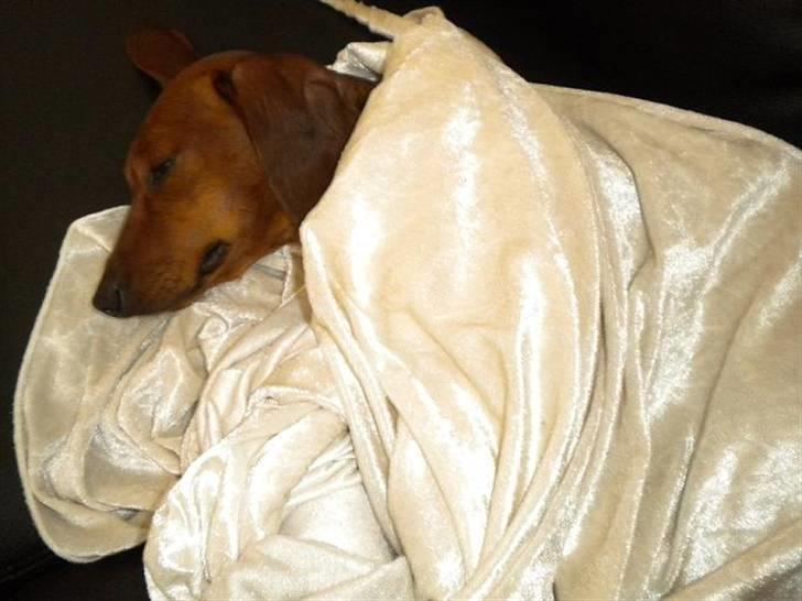 Gravhund Chicco <3 - Chico og han klud. :-)) billede 7