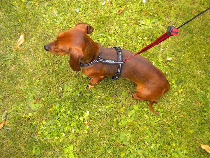 Gravhund Chicco <3 billede 8