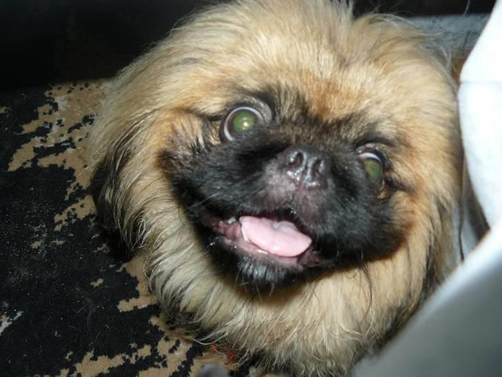Pekingeser Dengse Ming Blach billede 18