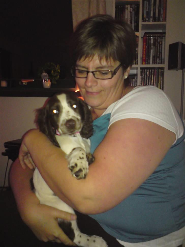 Field Trial spaniel Duchess billede 1