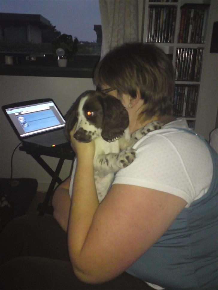 Field Trial spaniel Duchess billede 2