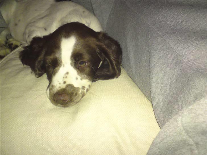 Field Trial spaniel Duchess billede 3