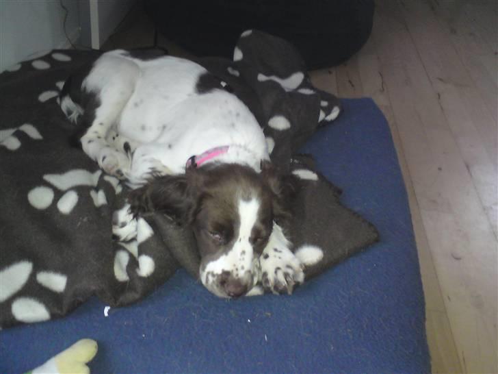 Field Trial spaniel Duchess billede 4