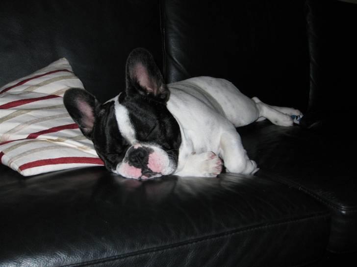 Fransk bulldog Blance Noir´s Pumba - Det er da min sofa.. billede 7