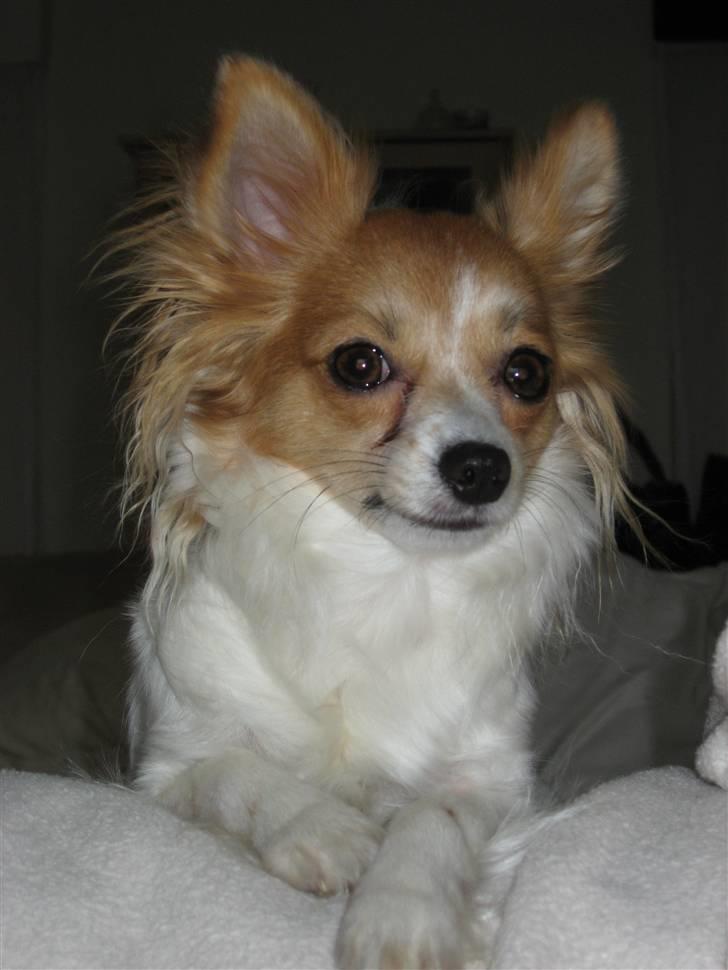 Papillon Cindy billede 1