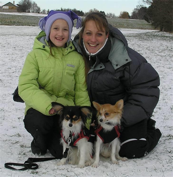 Papillon Cindy billede 2