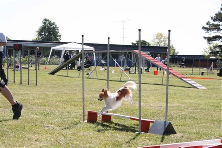 Papillon Cindy billede 3