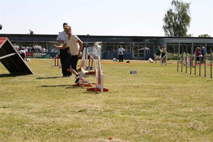 Papillon Cindy billede 4