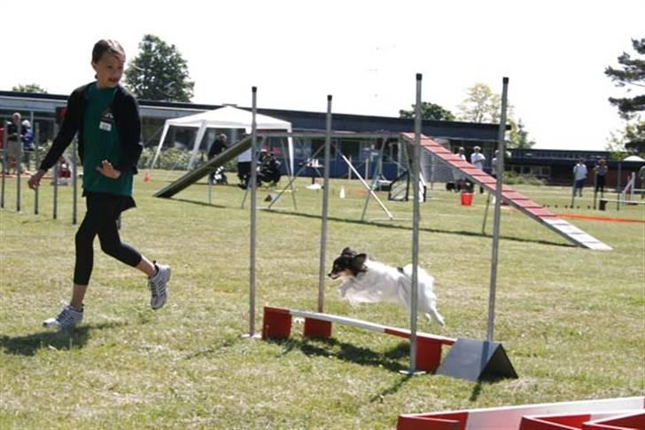 Papillon Cindy billede 5