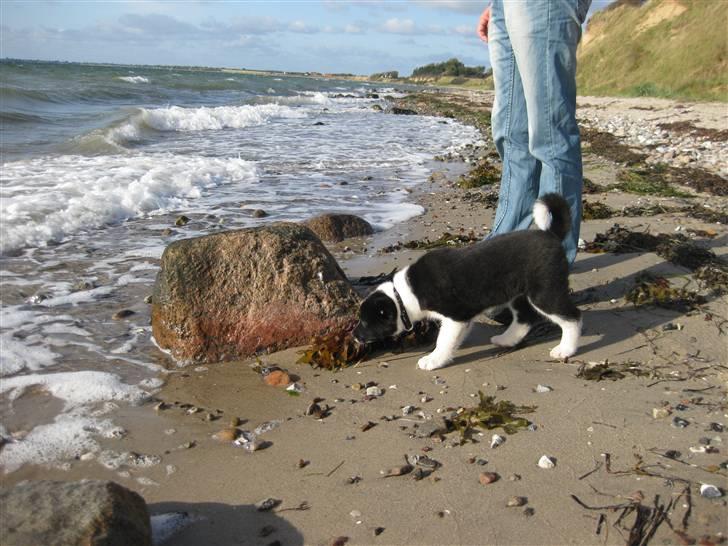 Karelsk bjørnehund AIKA - uha det vand ser farligt ud billede 3