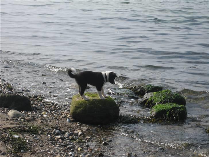 Karelsk bjørnehund AIKA - hehe alt for ikke at få våsw poter billede 7