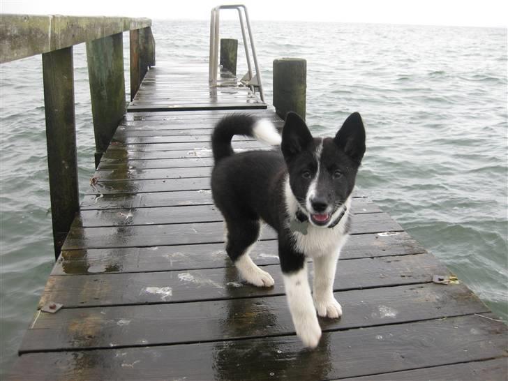 Karelsk bjørnehund AIKA - bare kære mig. 10 uger gammel billede 11