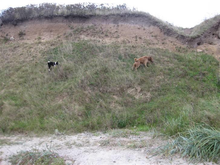 Karelsk bjørnehund AIKA - elsker klipperne billede 12