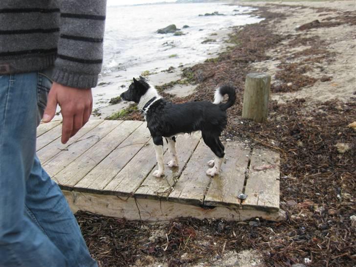 Karelsk bjørnehund AIKA - våd og ynkelig billede 13