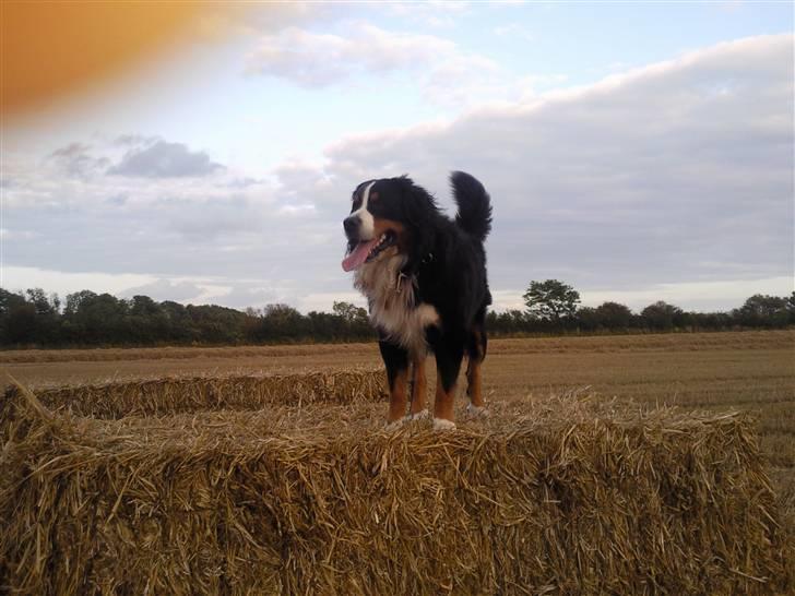Berner sennenhund Balou billede 1