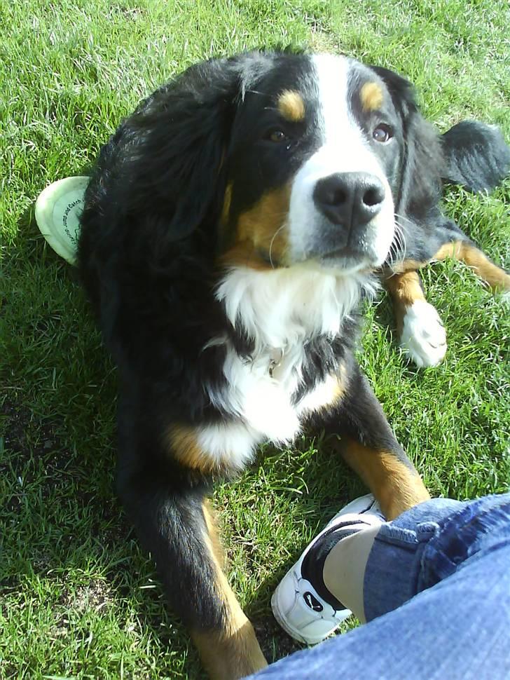 Berner sennenhund Balou billede 2
