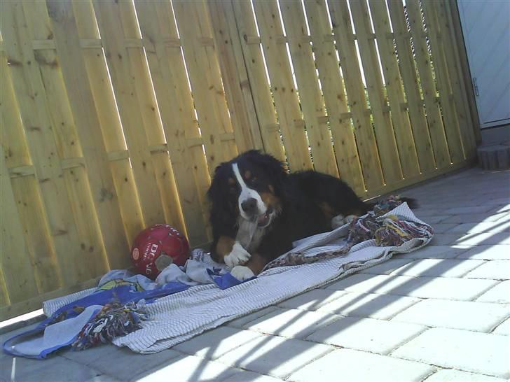 Berner sennenhund Balou billede 3