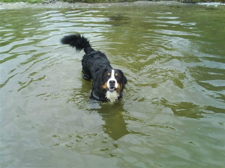 Berner sennenhund Balou billede 4