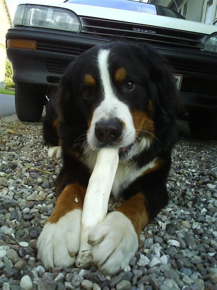 Berner sennenhund Balou billede 5