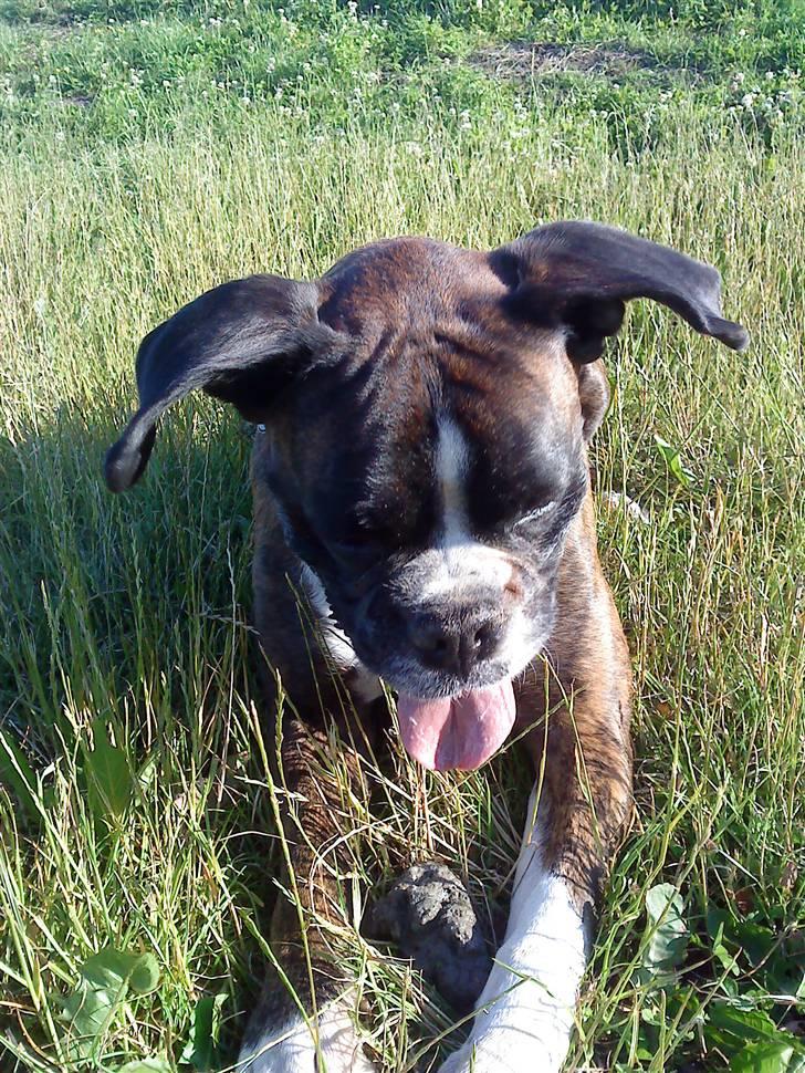 Boxer tayson billede 1