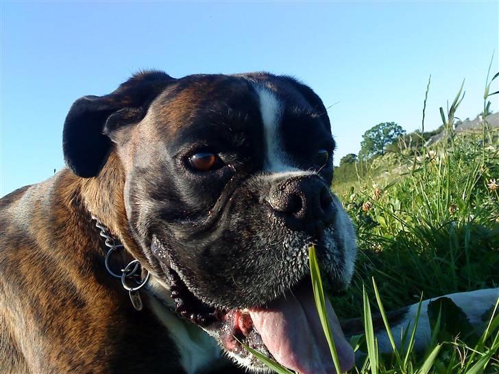 Boxer tayson billede 2