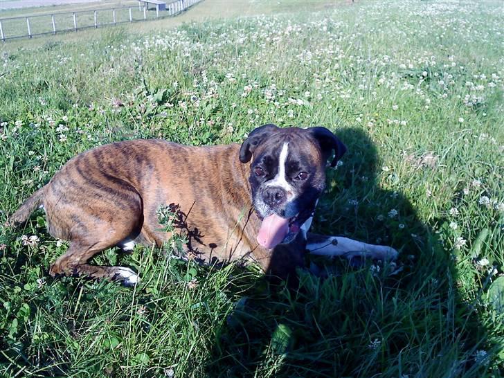 Boxer tayson billede 3