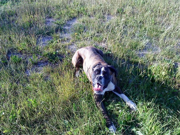 Boxer tayson billede 4