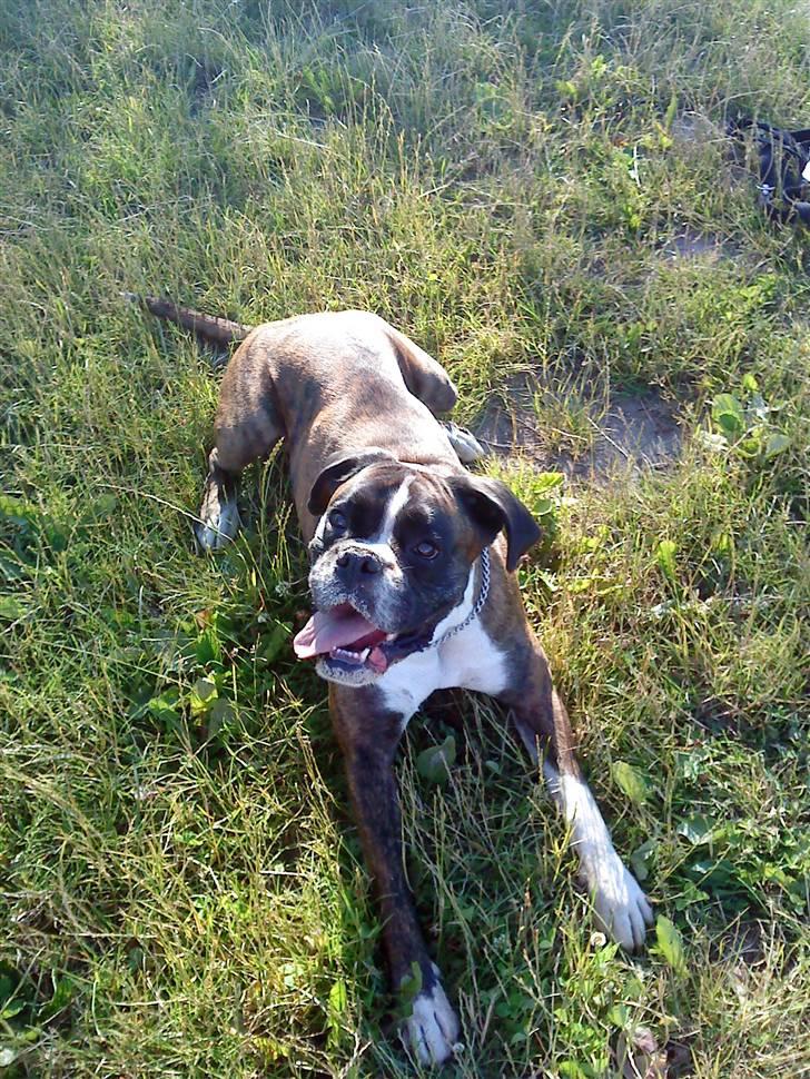 Boxer tayson billede 5