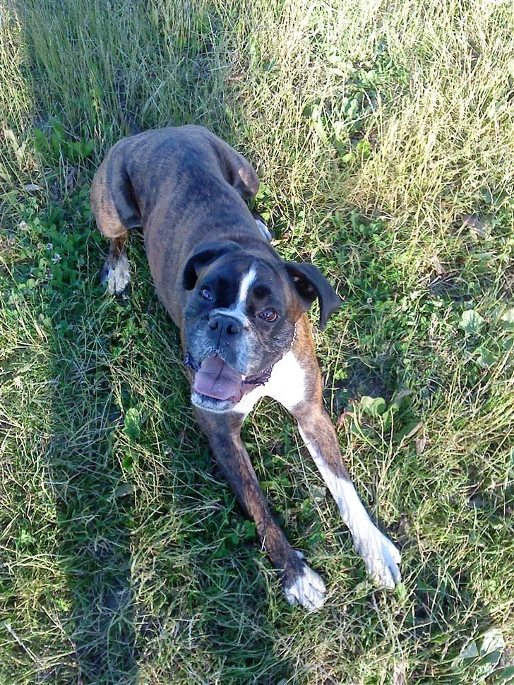 Boxer tayson billede 6