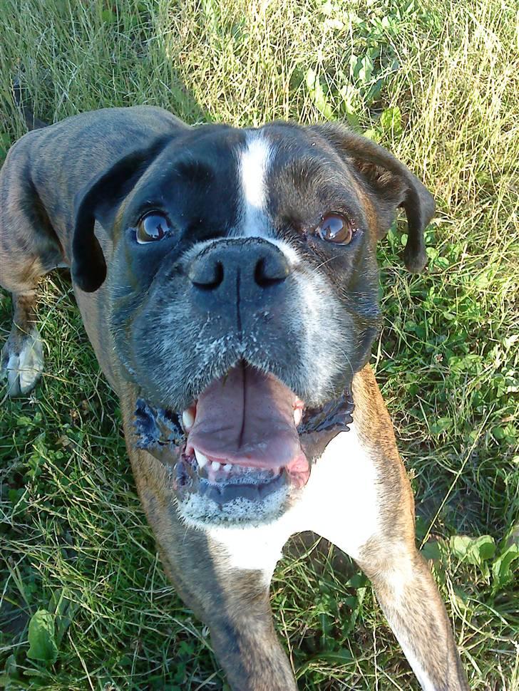 Boxer tayson billede 7