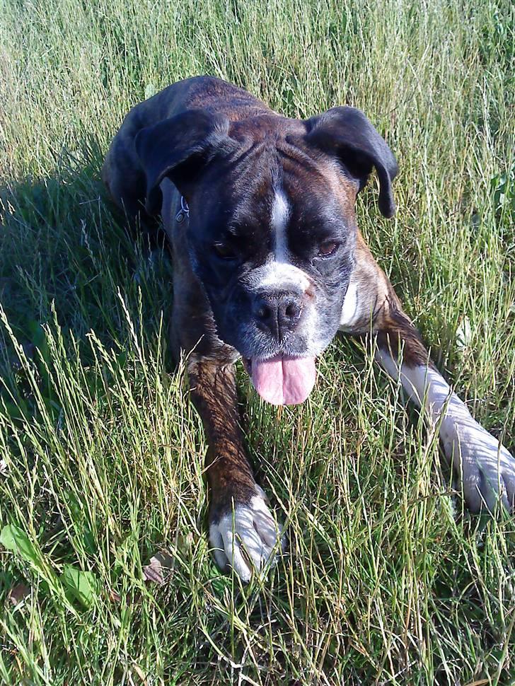 Boxer tayson billede 8