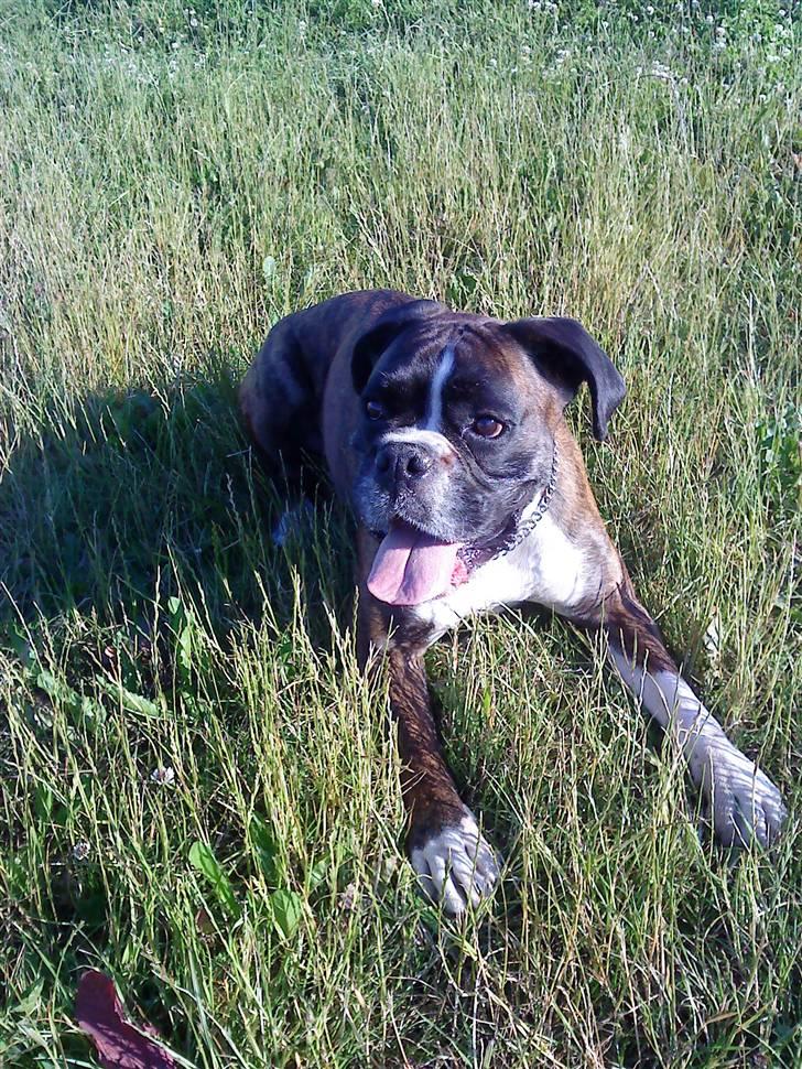 Boxer tayson billede 9