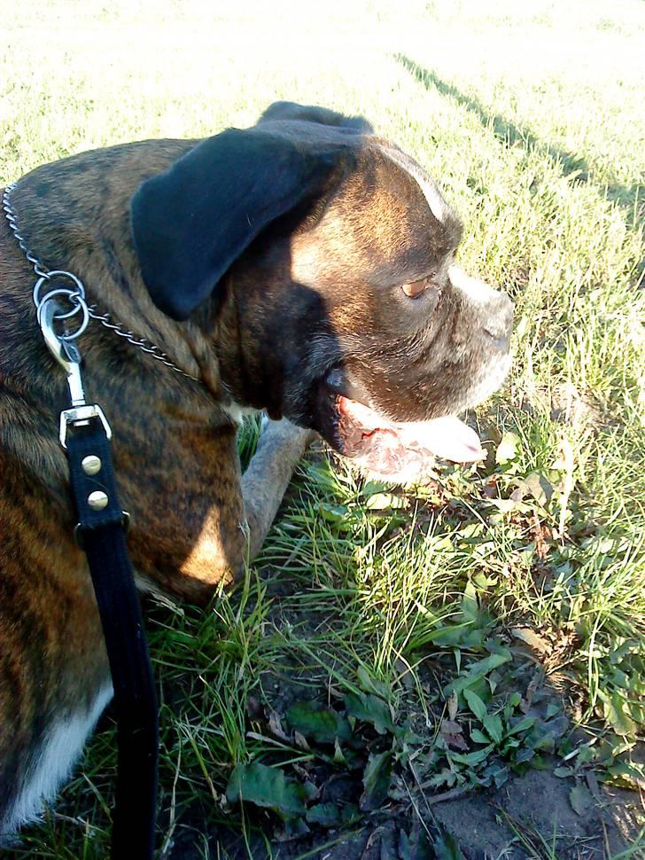 Boxer tayson billede 10