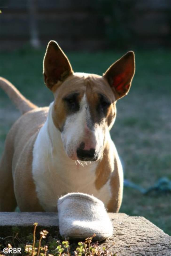 Bullterrier Asta - Har hun set mig ??? billede 16