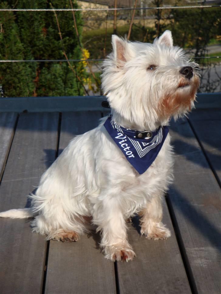 West highland white terrier Malekits Victor billede 19