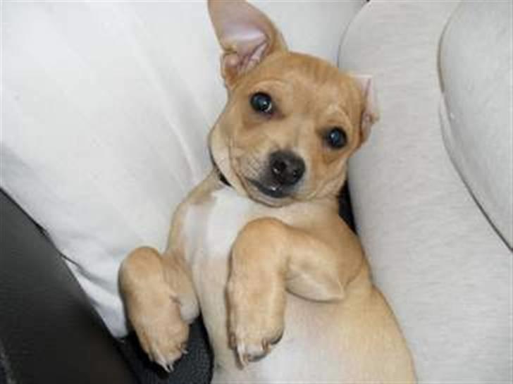 Blanding af racer Peanut   RIP. - elsker at ligge og hygge billede 2