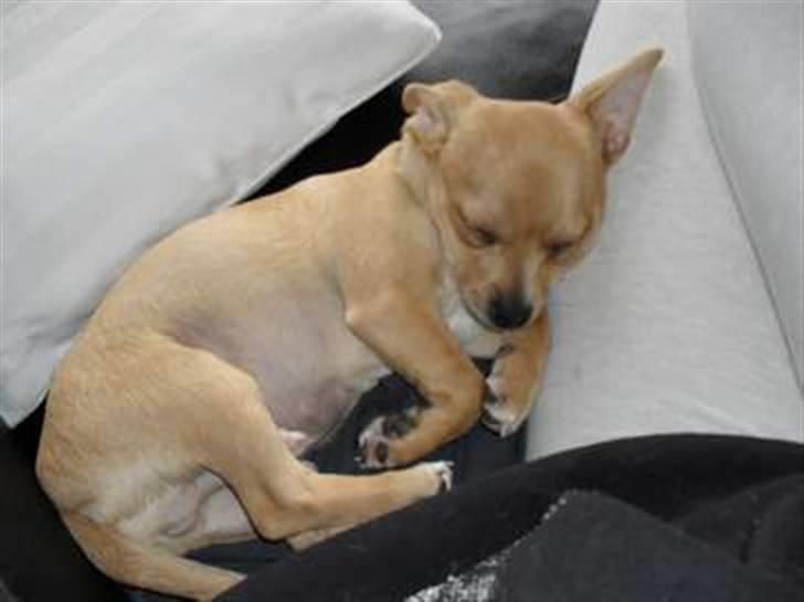 Blanding af racer Peanut   RIP. - elsker at sove billede 3